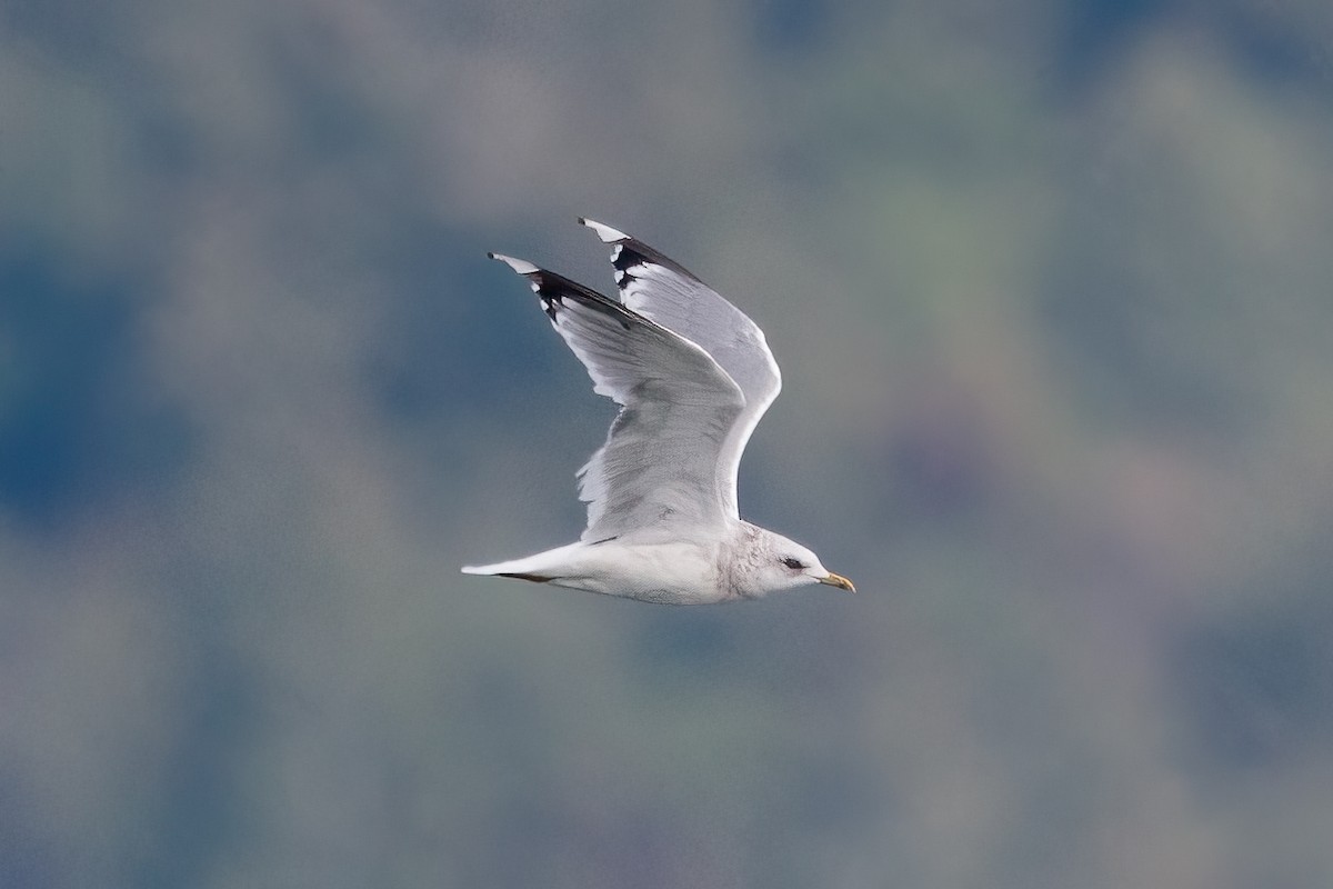 racek aljašský - ML646459840