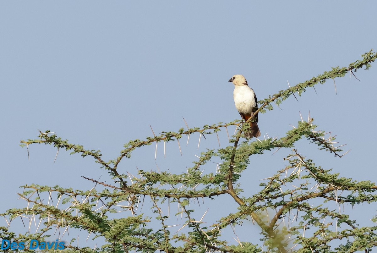 White-headed Buffalo-Weaver - ML646459841