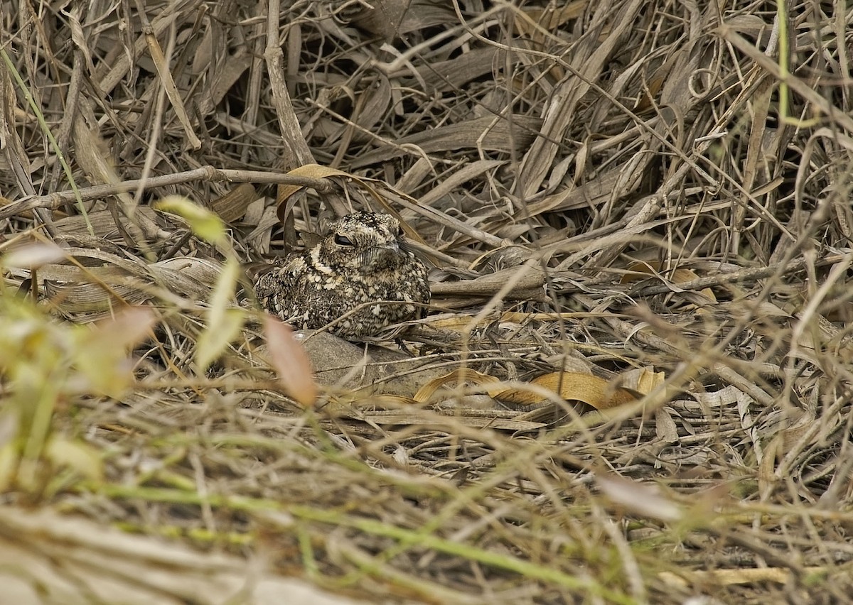 Tschudi's Nightjar - ML646459846