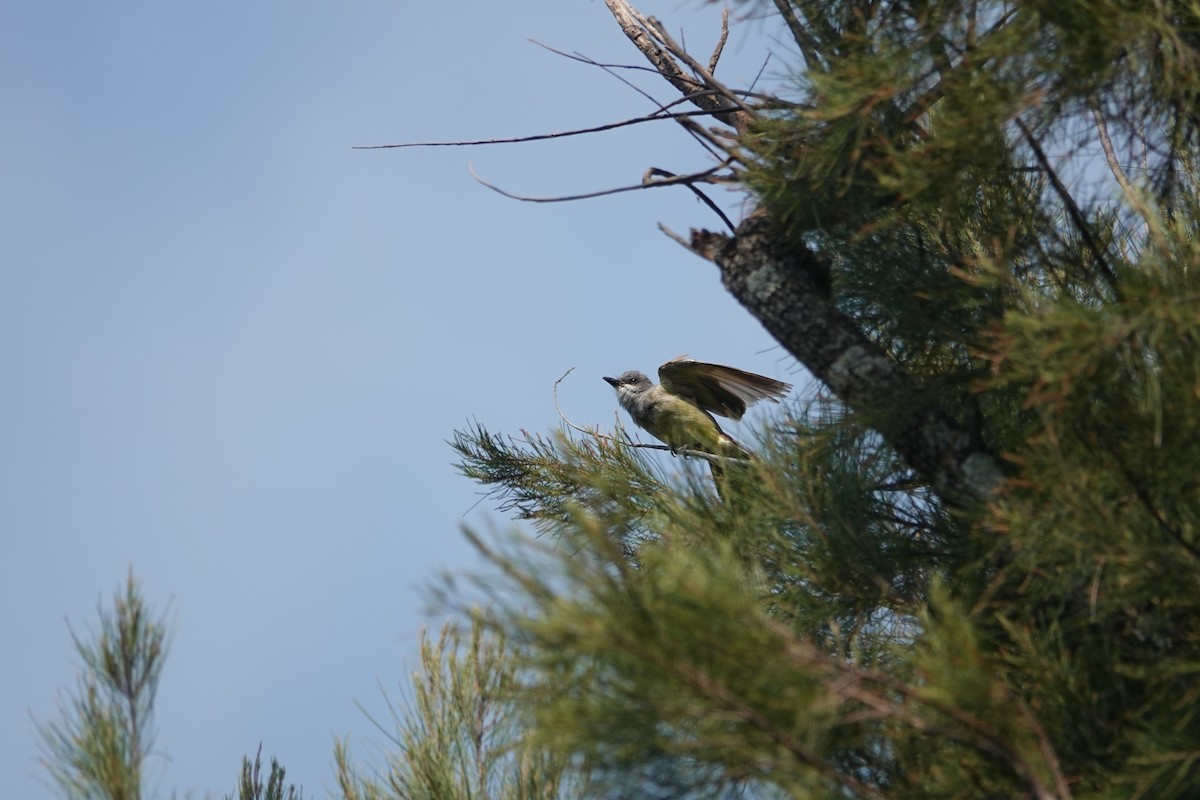 Cassin's Kingbird - ML646459848