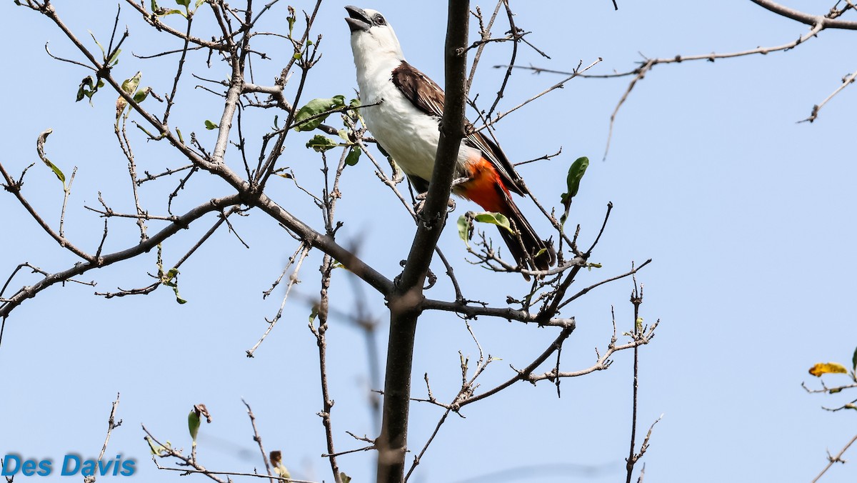 White-headed Buffalo-Weaver - ML646459849