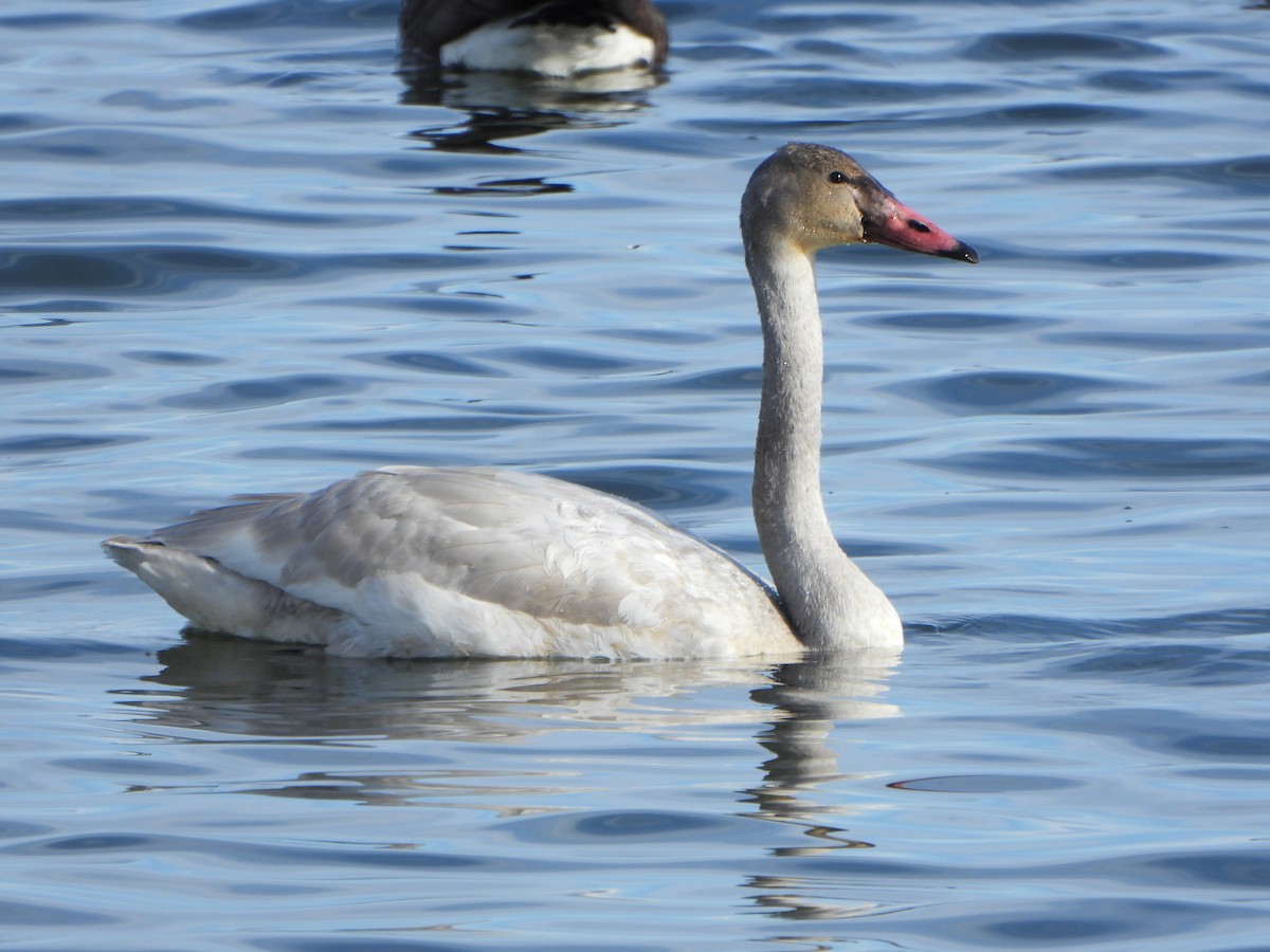 Trumpeter/Tundra Swan - ML646459850