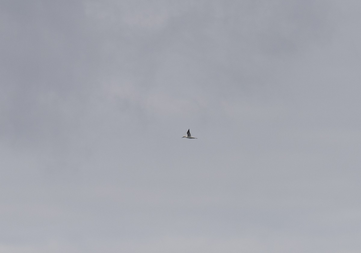 סולה מצויה - ML646459851