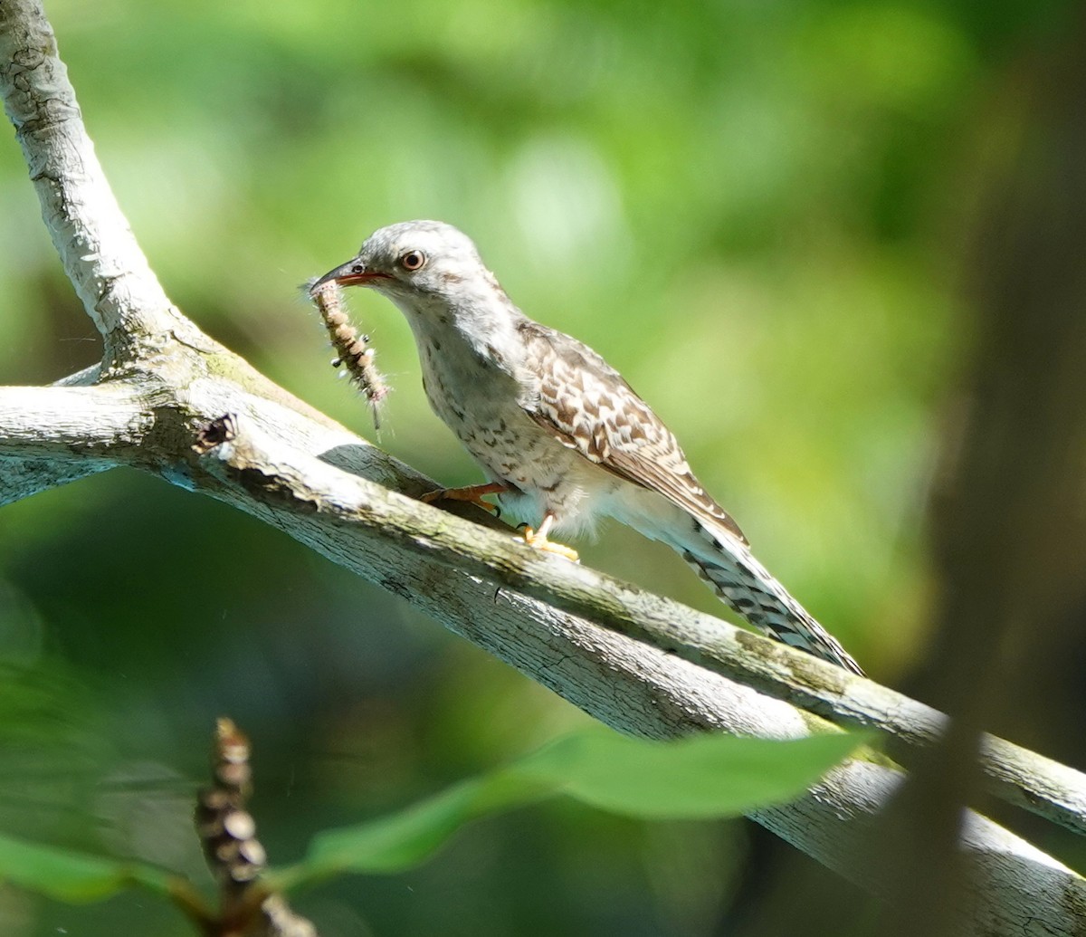Plaintive Cuckoo - ML646459852