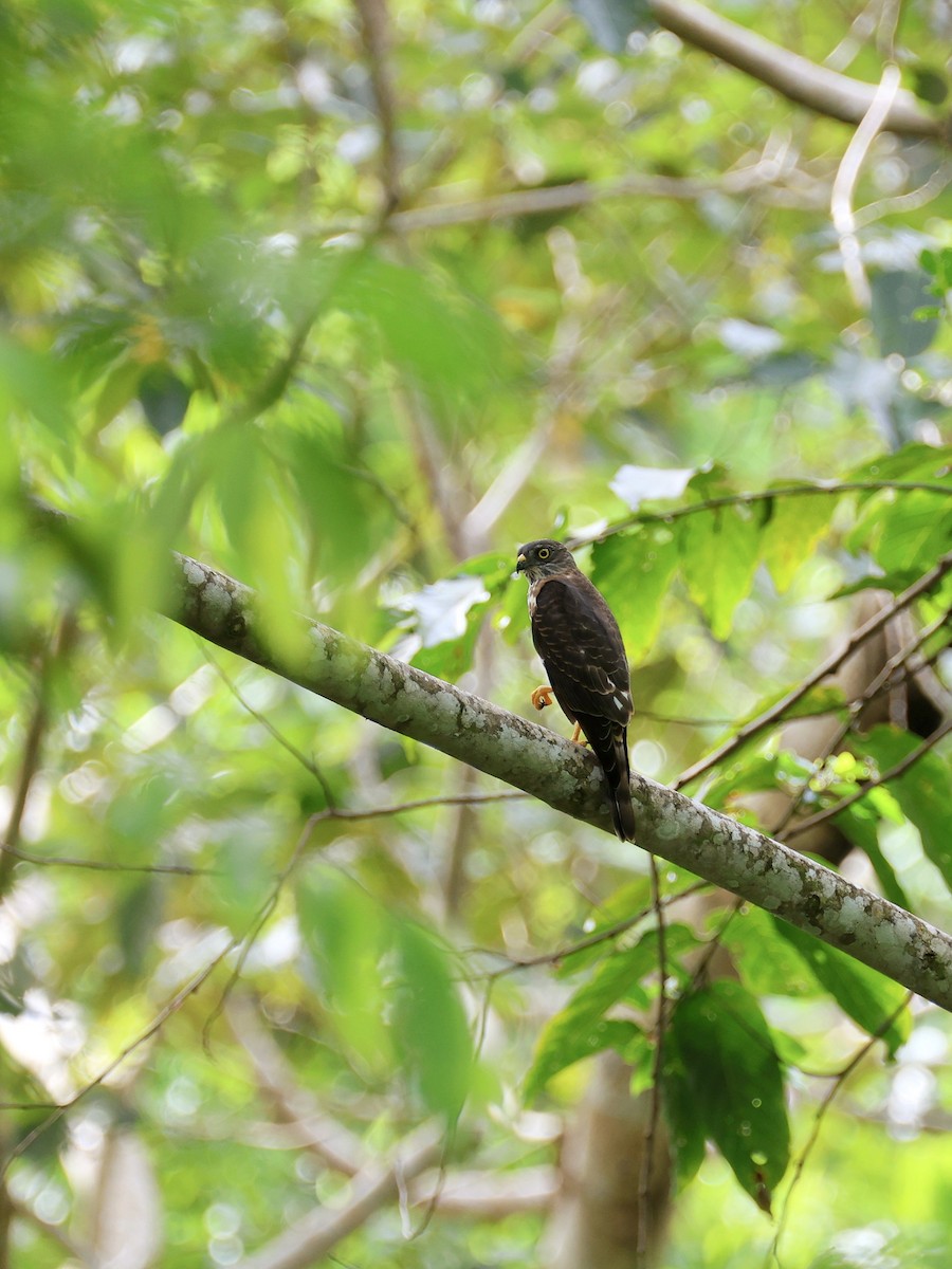 Çin Atmacası - ML646459853