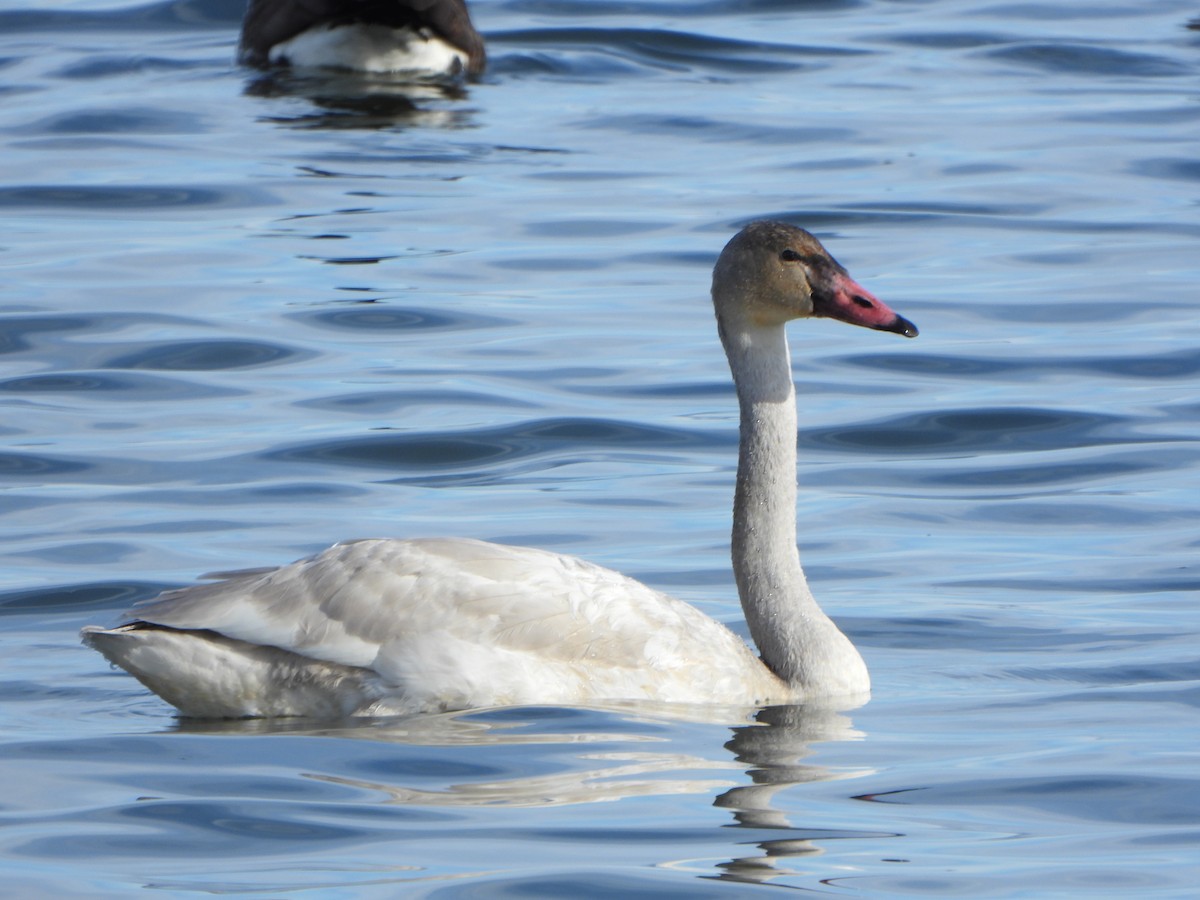 Trumpeter/Tundra Swan - ML646459854