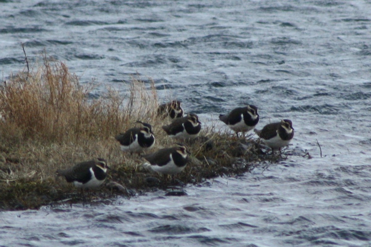 čejka chocholatá - ML646459855