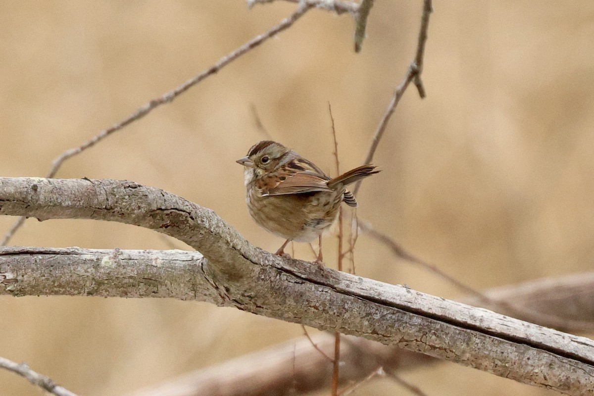 Swamp Sparrow - ML646459856