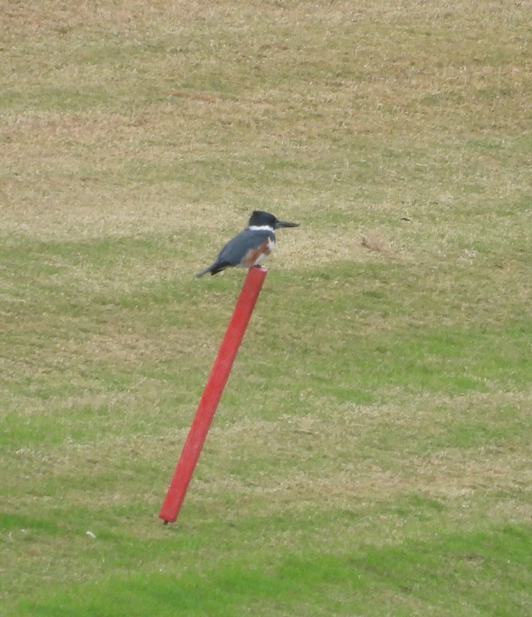 Belted Kingfisher - ML646459857