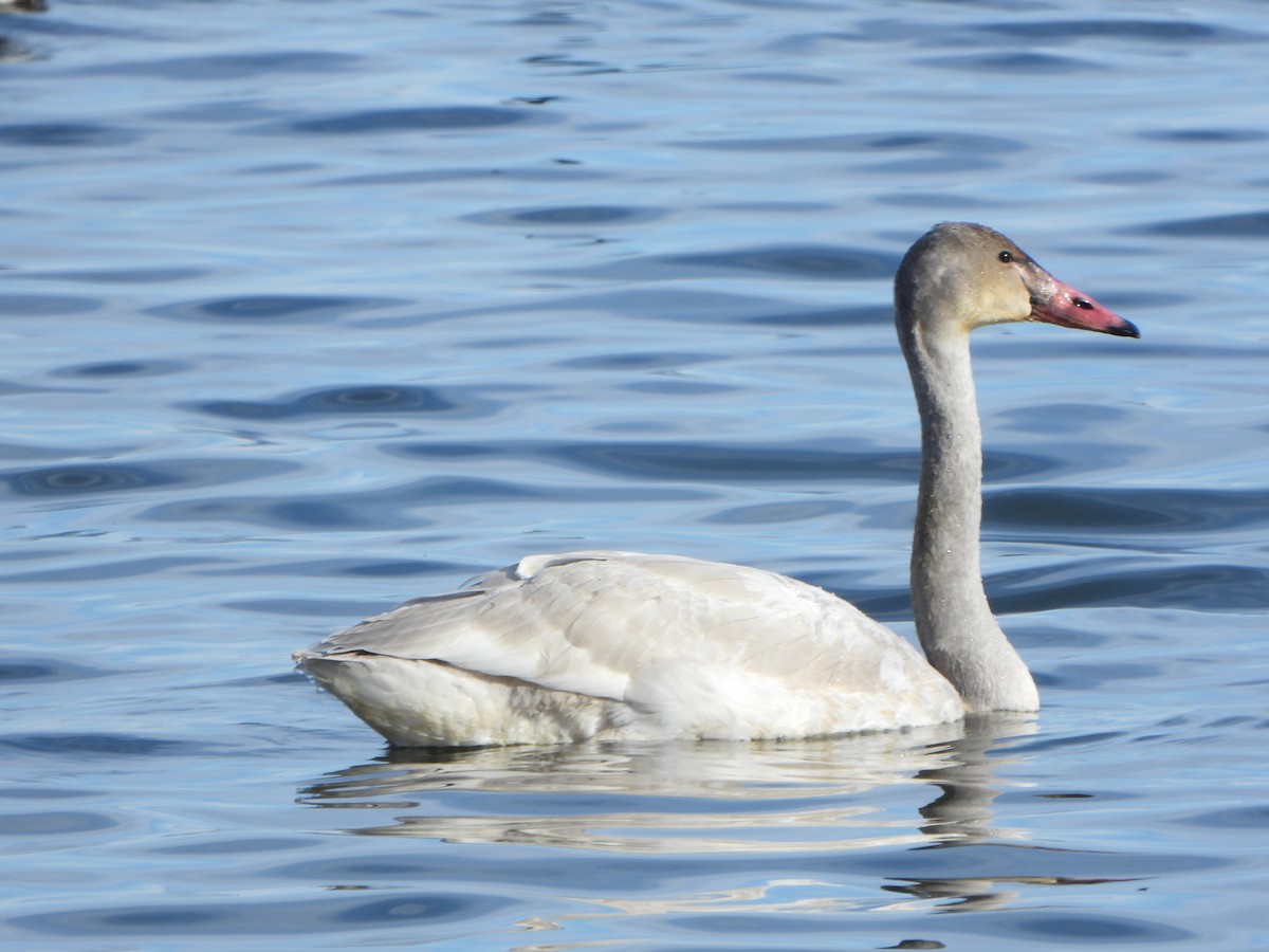 Trumpeter/Tundra Swan - ML646459858