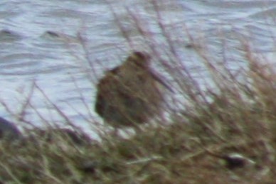 bekasina otavní - ML646459860