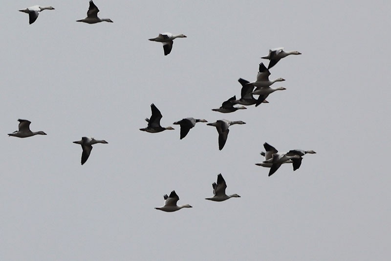 Oca delle nevi - ML646459861