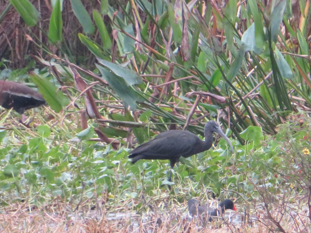 Glossy Ibis - ML646459863