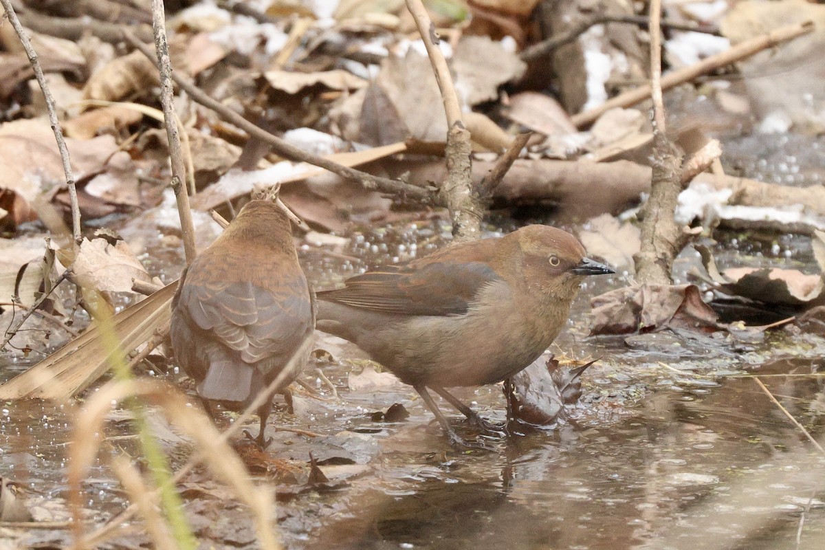 Rusty Blackbird - ML646459864