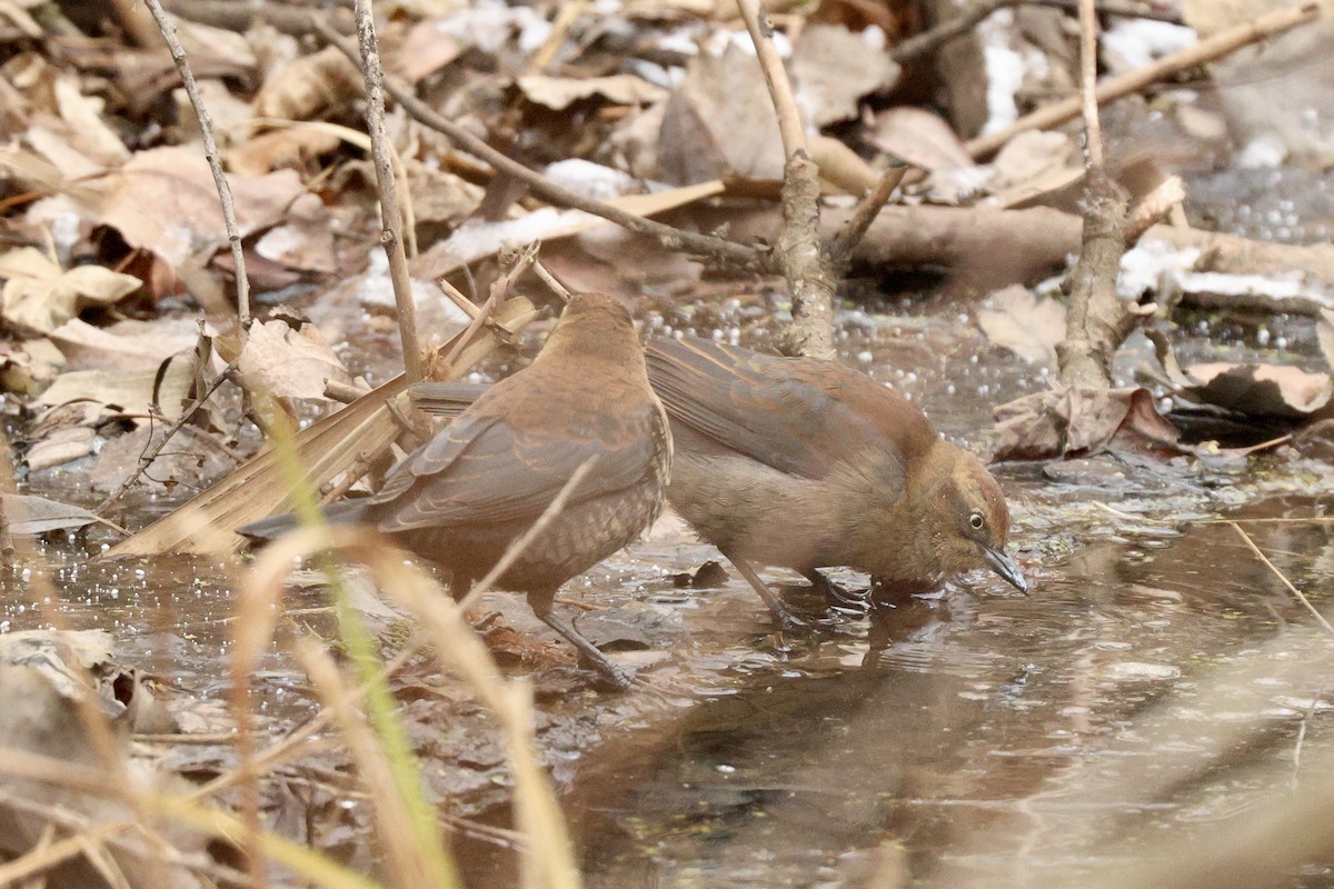 Rusty Blackbird - ML646459865