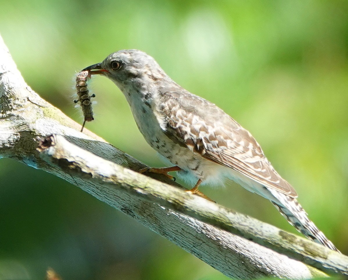 Plaintive Cuckoo - ML646459866