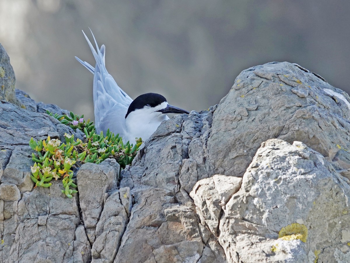 White-fronted Tern - ML646459868