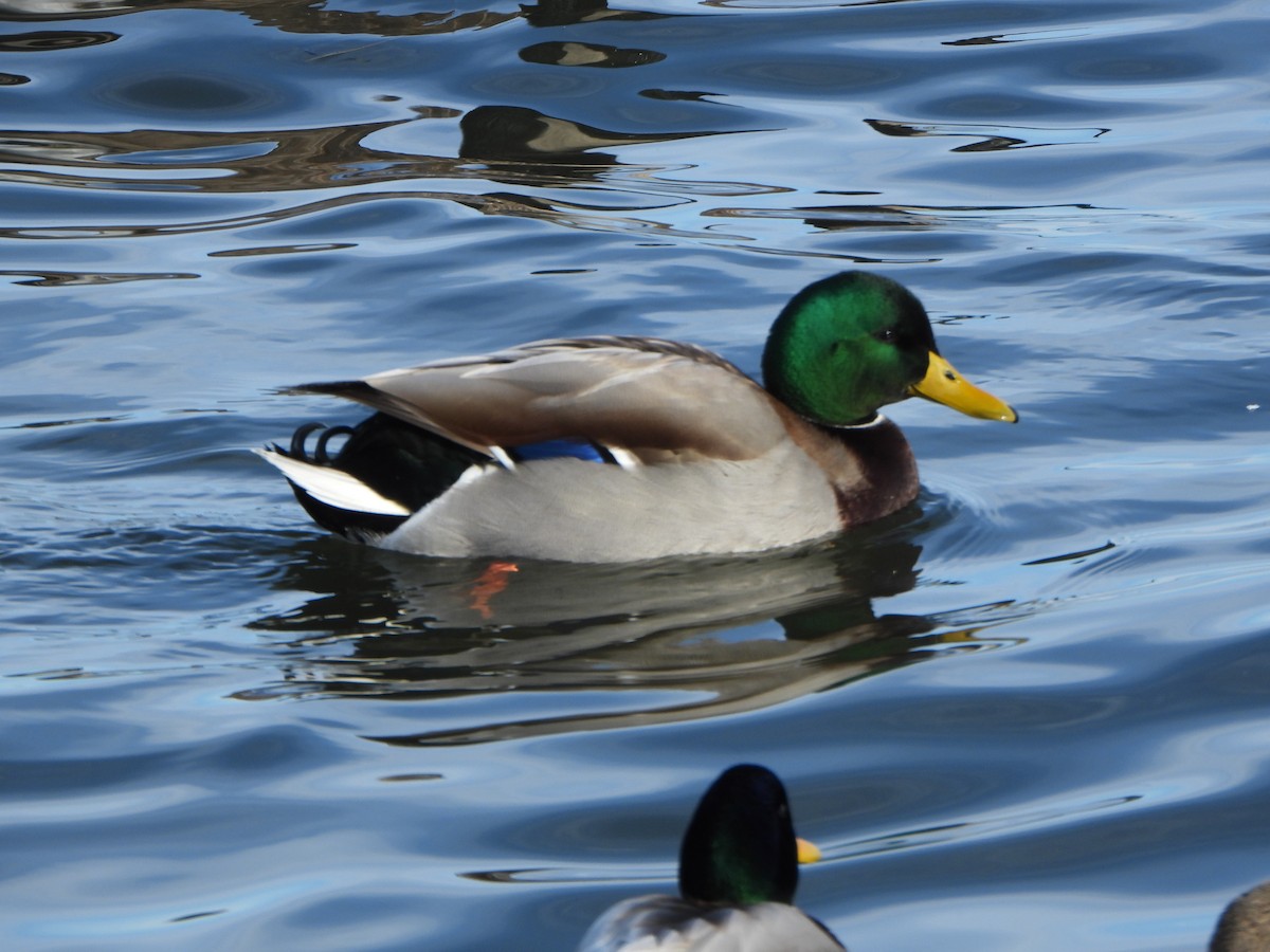 Mallard - ML646459869