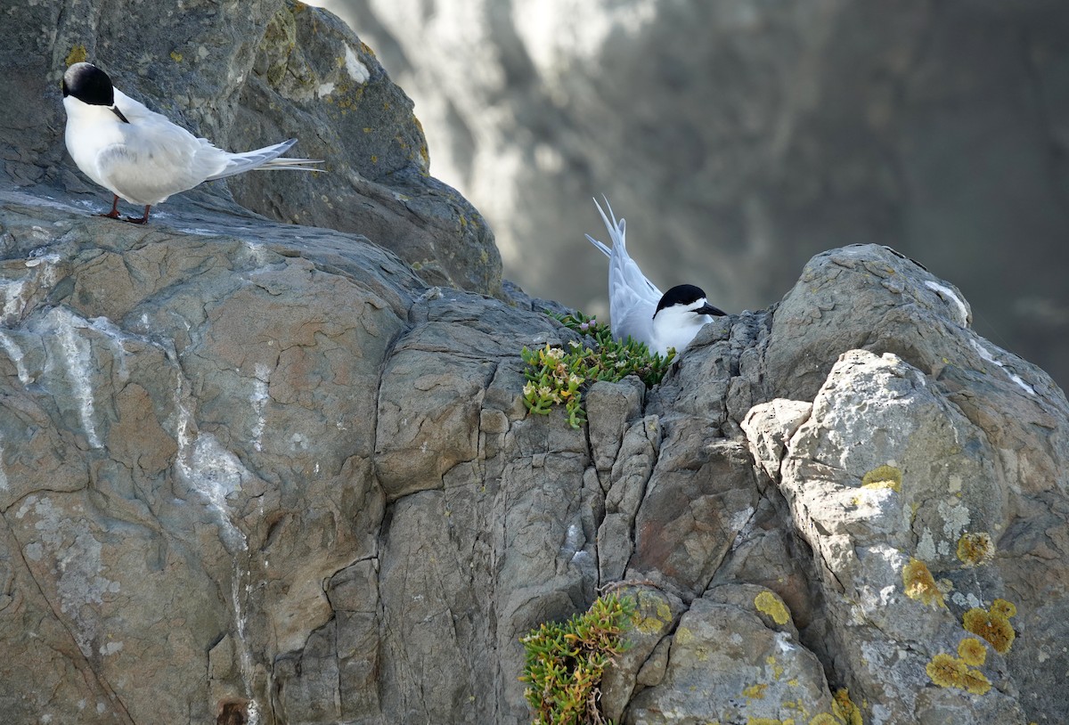 White-fronted Tern - ML646459870