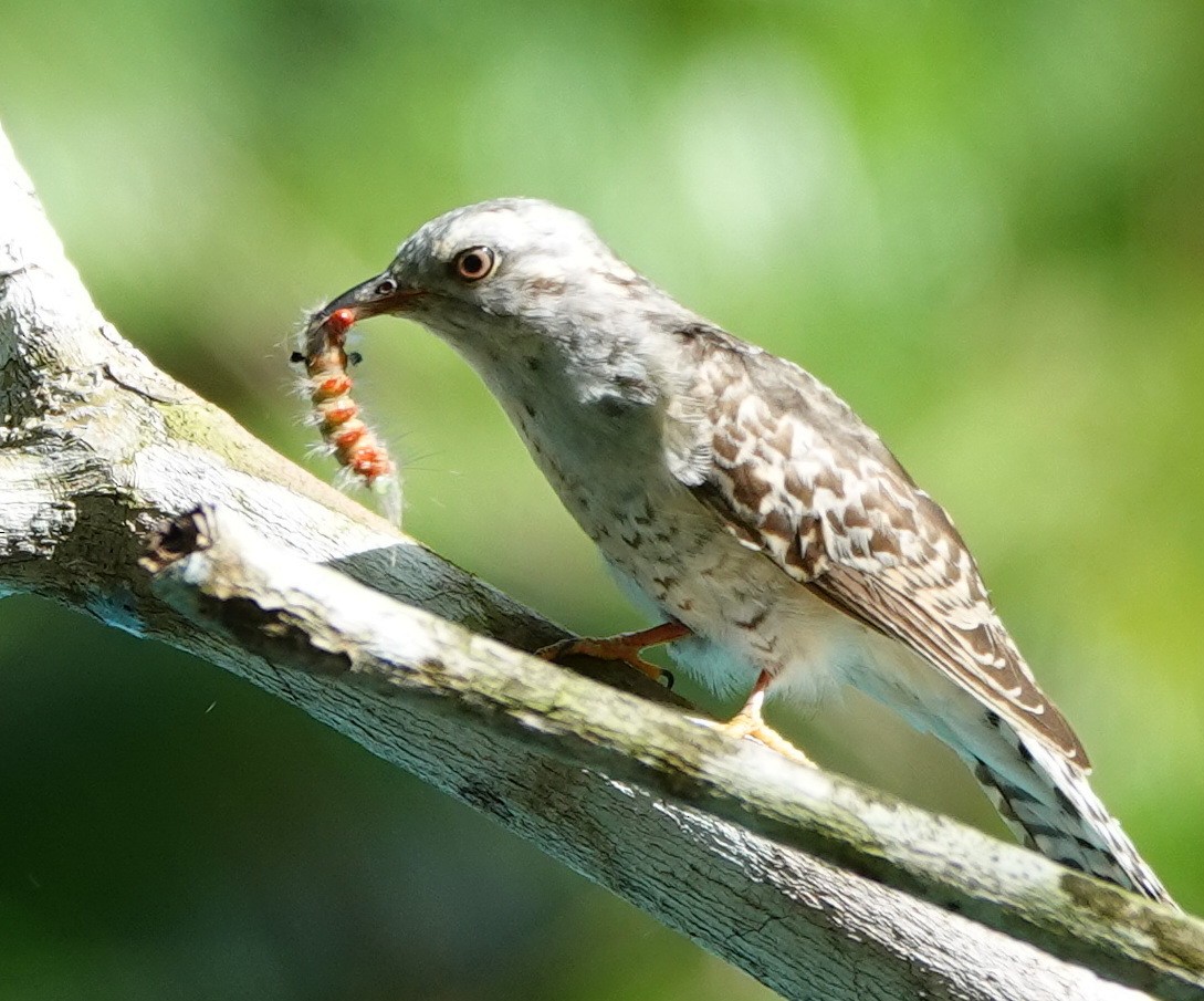 Plaintive Cuckoo - ML646459871