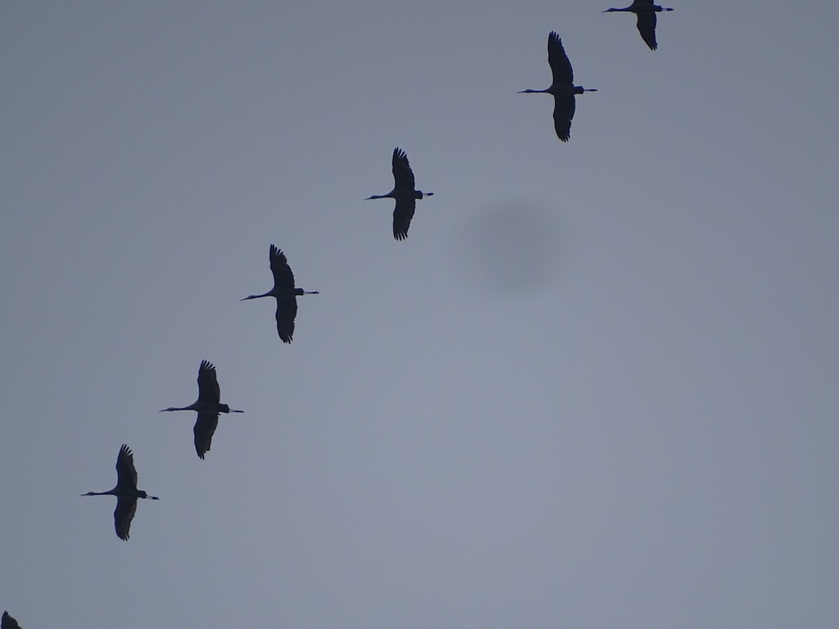 Sandhill Crane - ML646459872
