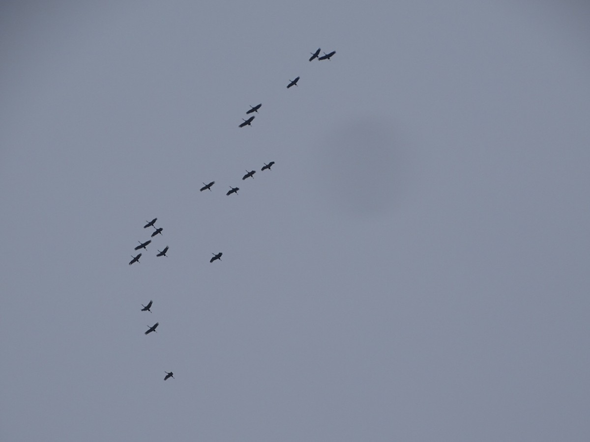 Sandhill Crane - ML646459873