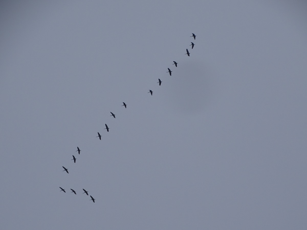 Sandhill Crane - ML646459874