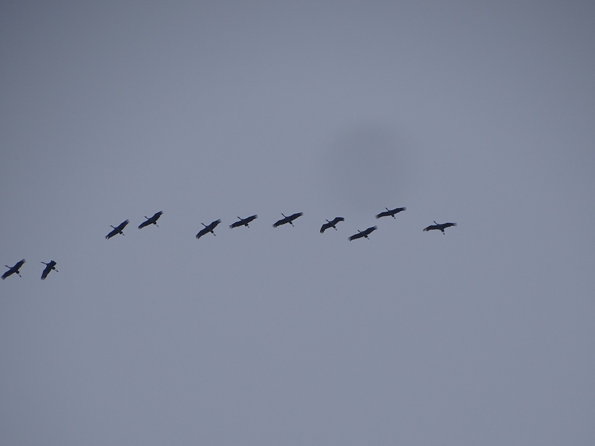 Sandhill Crane - ML646459875