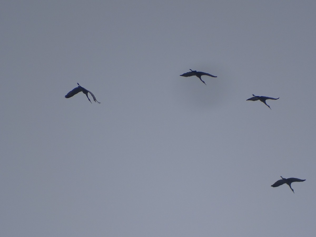Sandhill Crane - ML646459876