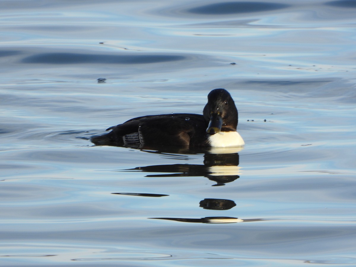 Mallard (Domestic type) - ML646459877