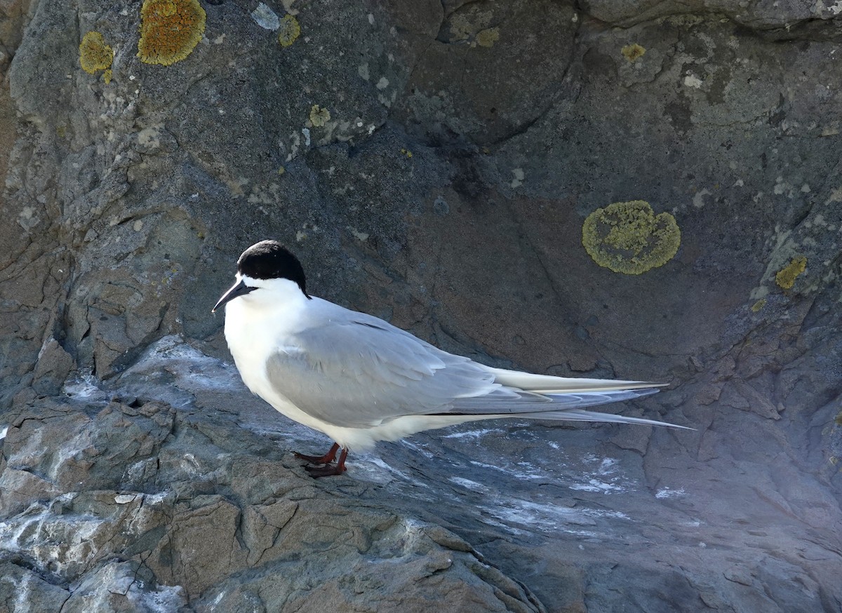 White-fronted Tern - ML646459878
