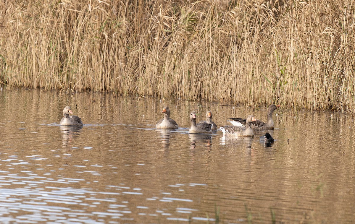 Oca selvatica - ML646459879