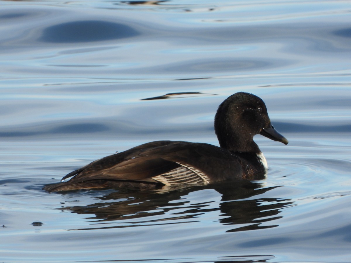 Mallard (Domestic type) - ML646459880