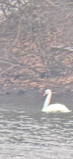 Mute Swan - ML646459881