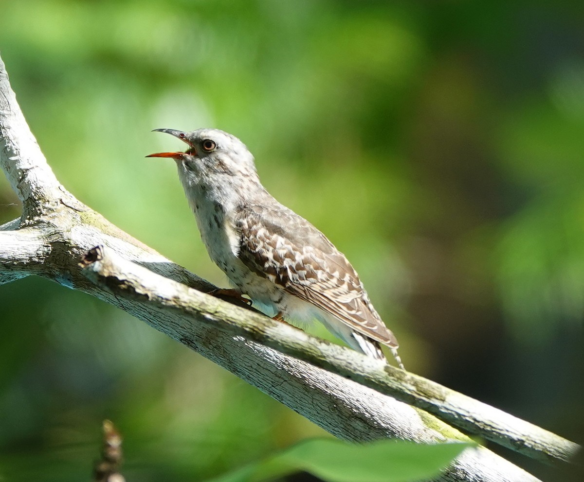 Plaintive Cuckoo - ML646459882