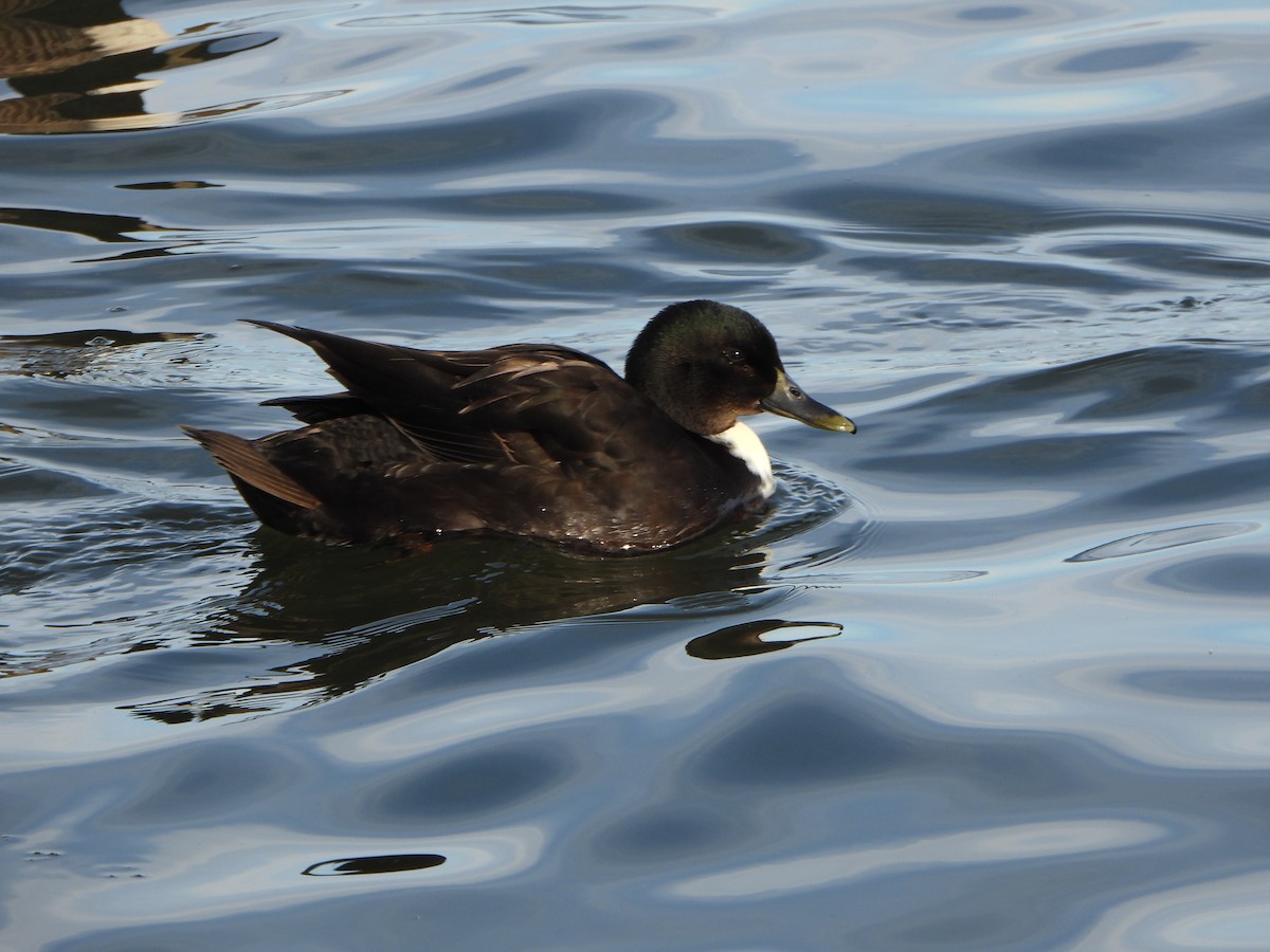 Mallard (Domestic type) - ML646459884