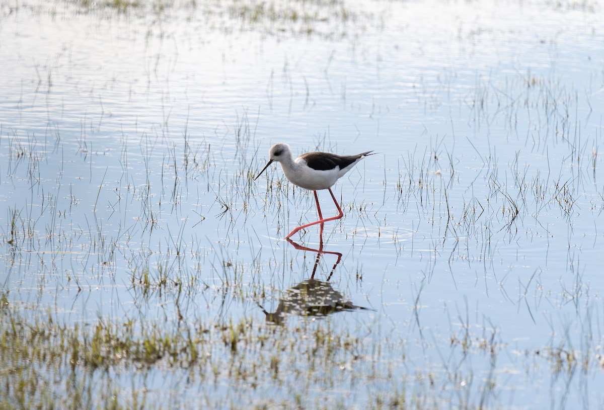 Cavaliere d'Italia - ML646459885