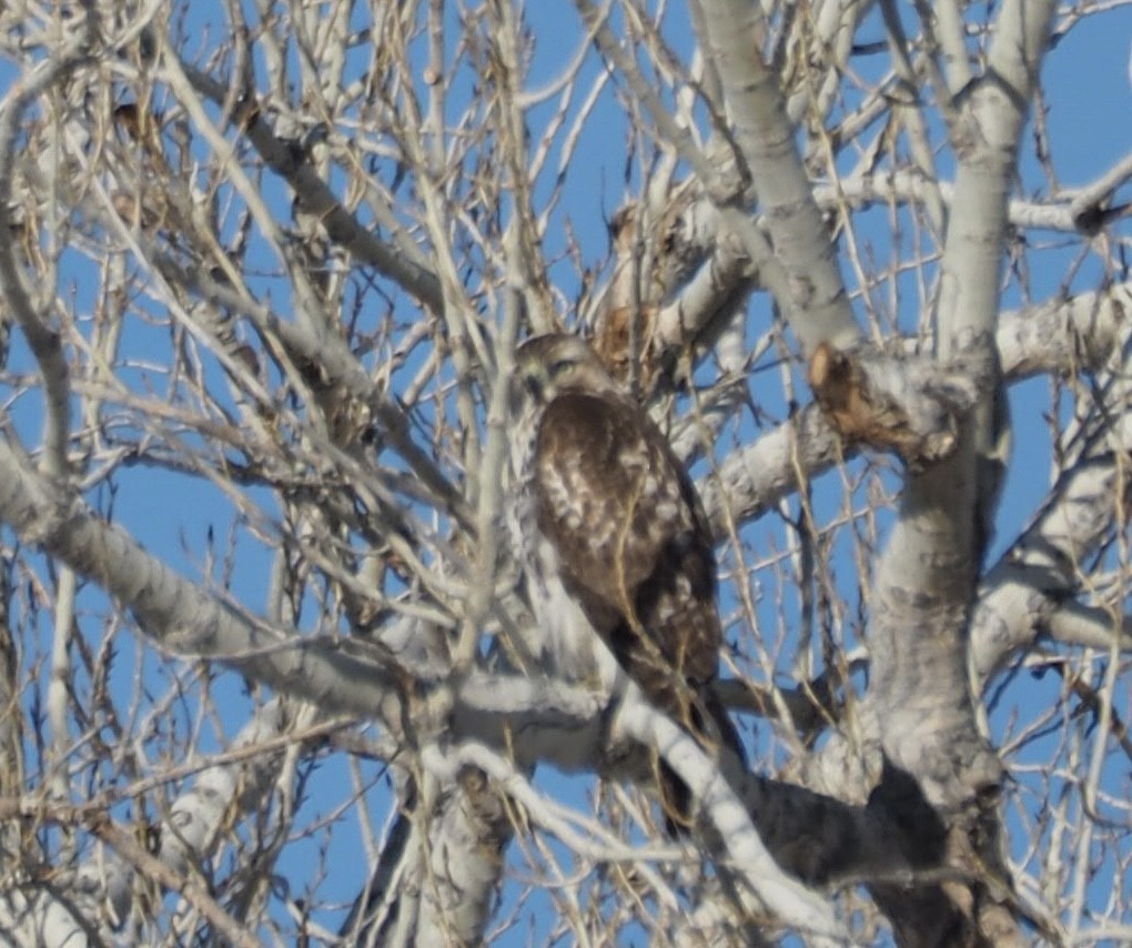Red-tailed Hawk - ML646459888