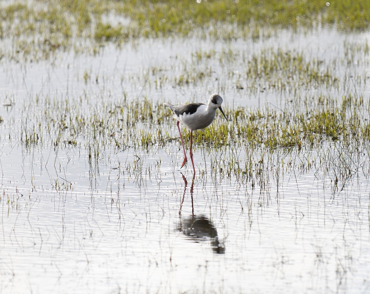 Cavaliere d'Italia - ML646459890