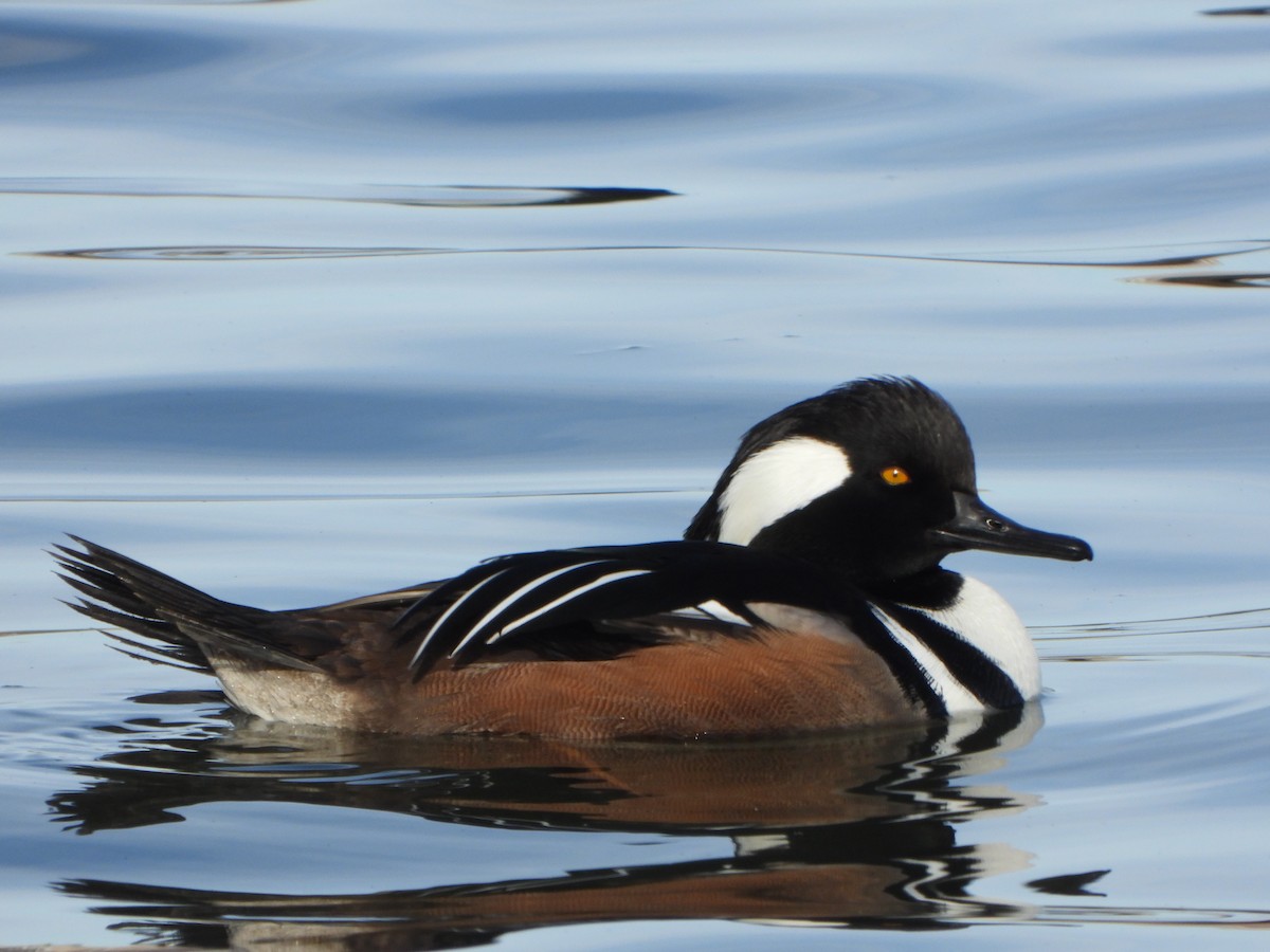 Hooded Merganser - ML646459891