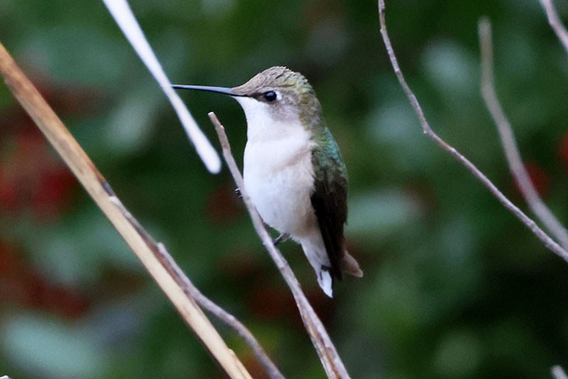 Ruby-throated Hummingbird - ML646459892