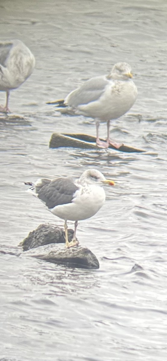 Lesser Black-backed Gull - ML646459893