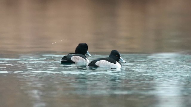 Ring-necked Duck - ML646459897