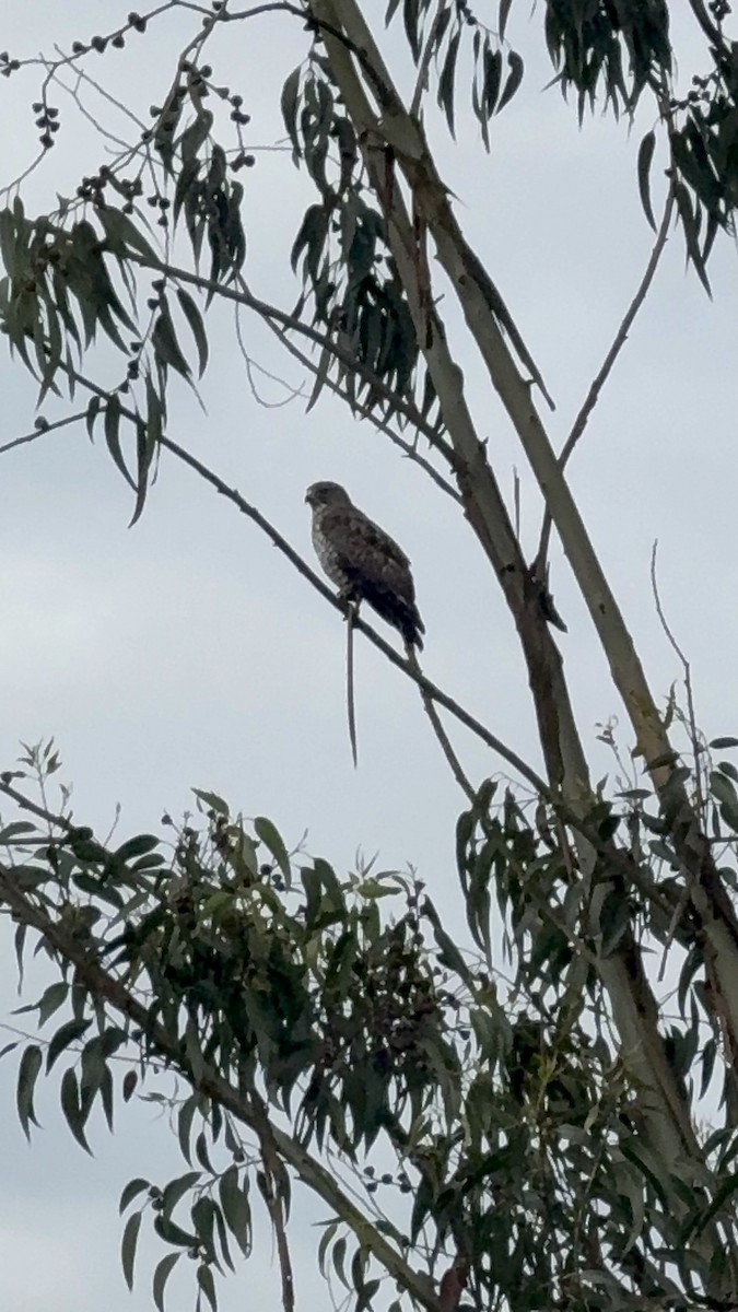 Broad-winged Hawk - ML646459899
