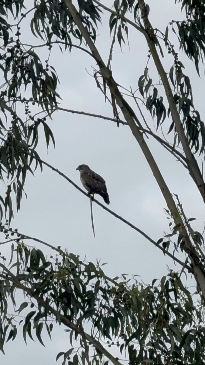 Broad-winged Hawk - ML646459900
