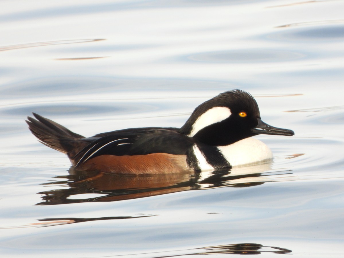 Hooded Merganser - ML646459903