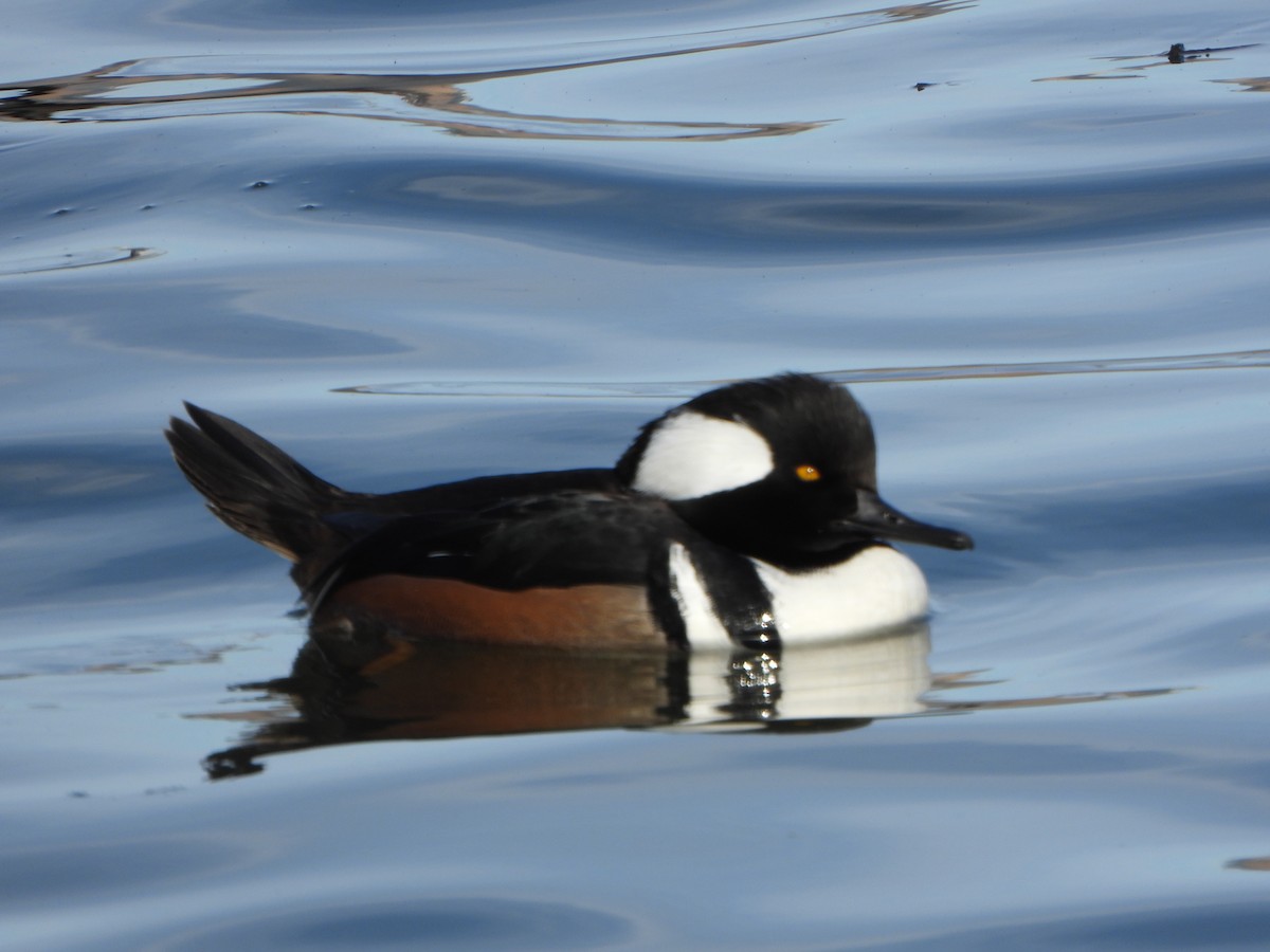 Hooded Merganser - ML646459906