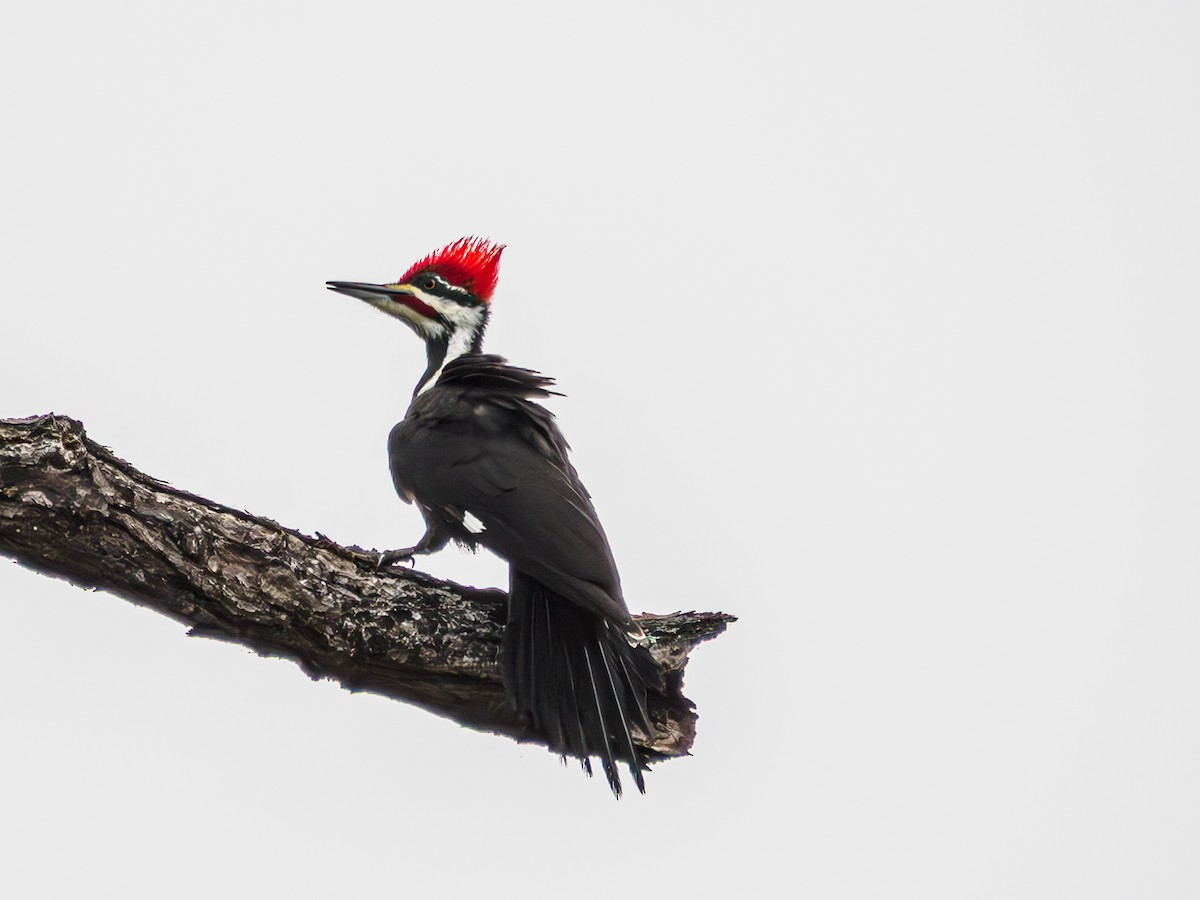 datel chocholatý - ML646459907