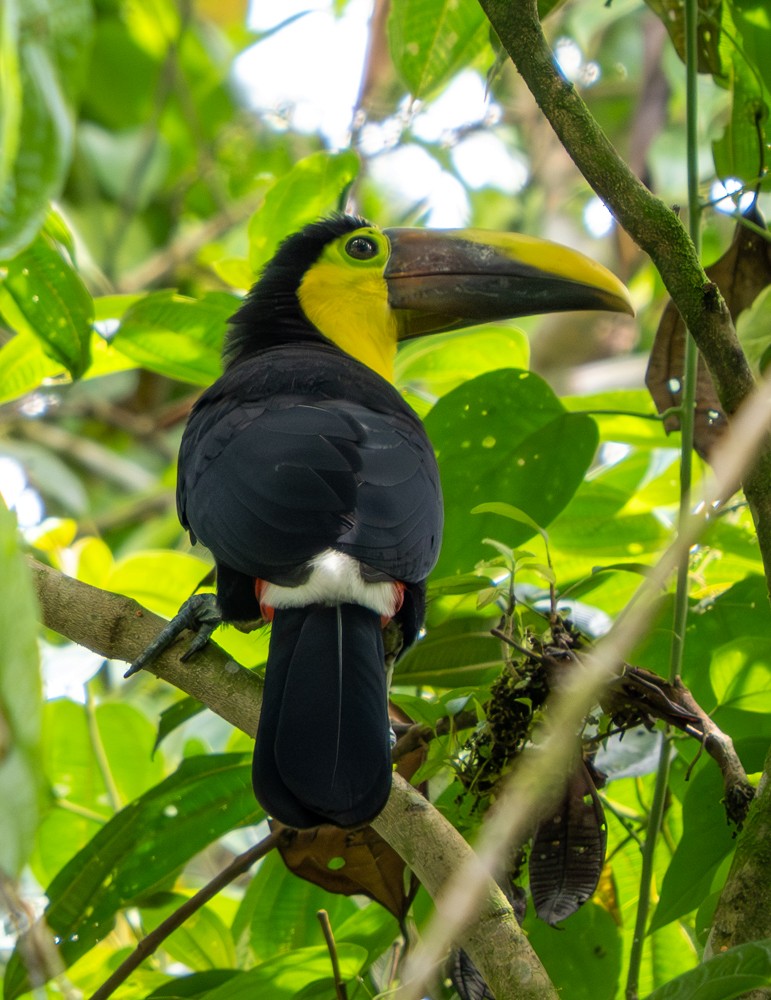 Yellow-throated Toucan - ML646459908