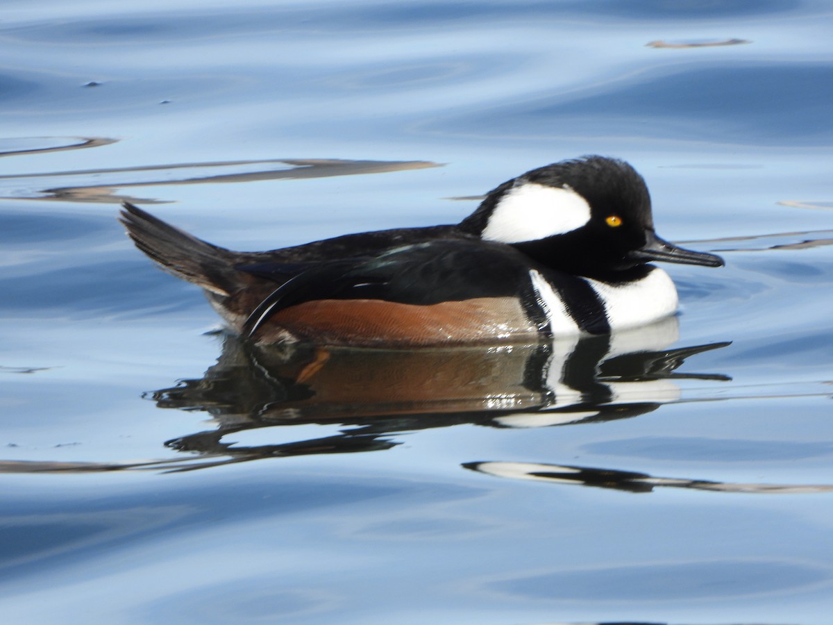 Hooded Merganser - ML646459912